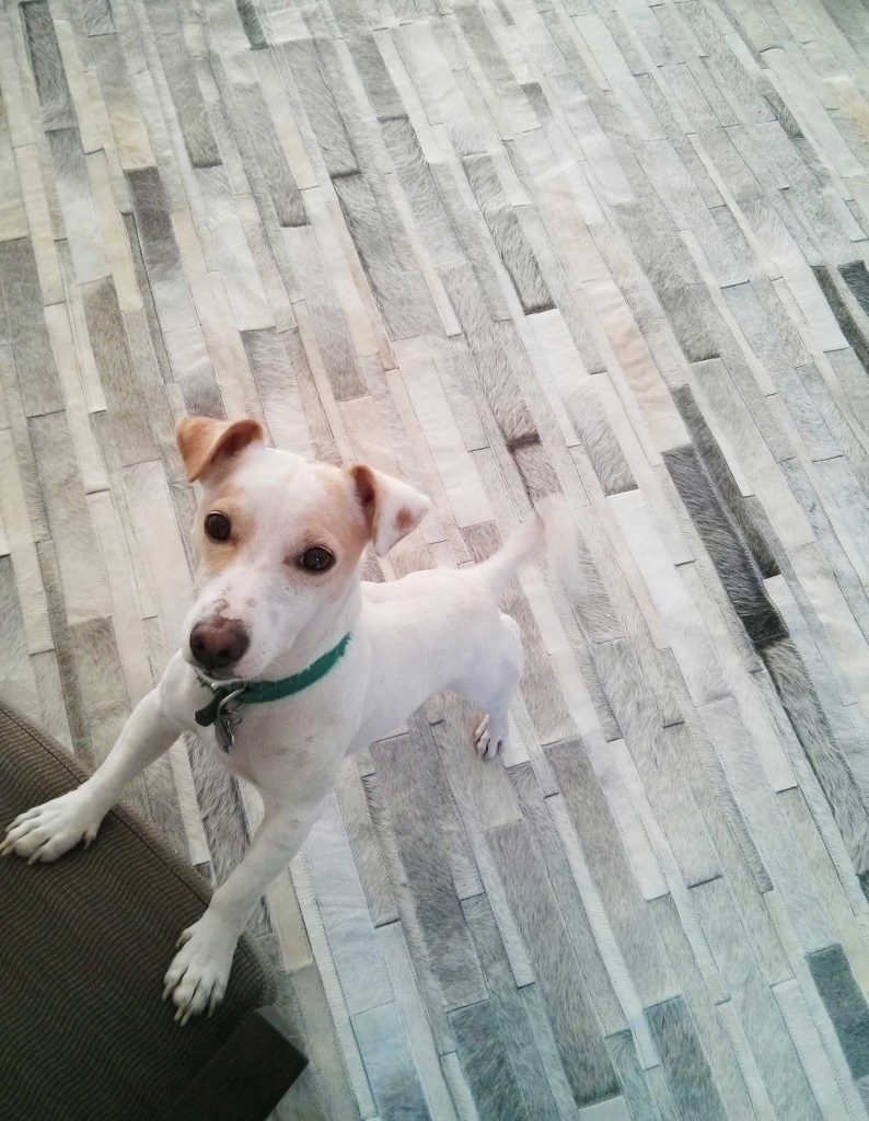 Jack Russell Ramon on a gray cowhide patchwork rug