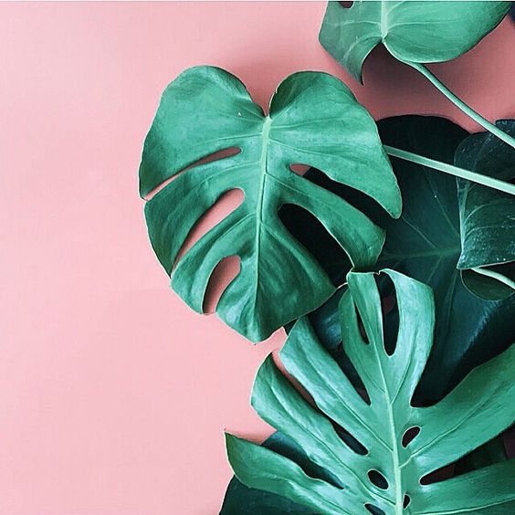 Green palm leaves and pink wall