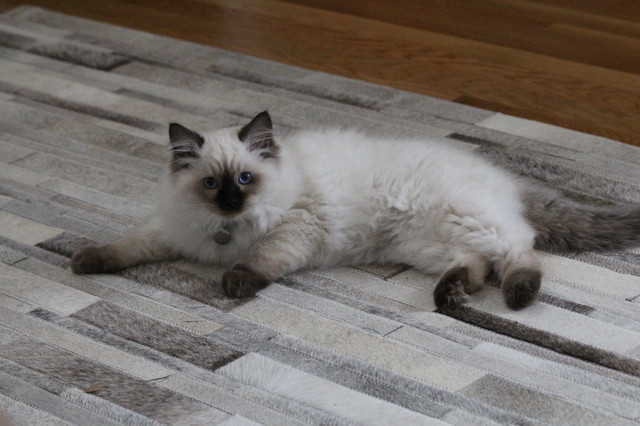Kitty cat on a patchwork cowhide rug