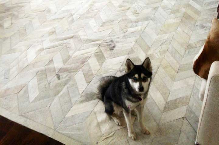 Husky puppy on Herringbone patchwork cowhide rug
