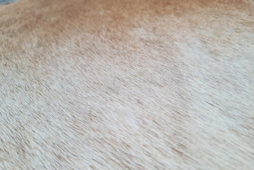 Detail of our Beige Gradient Cowhide Pillow