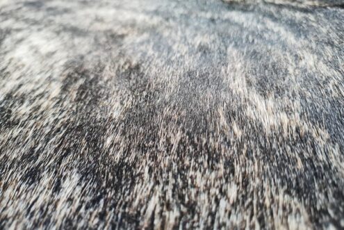 09-brindlefierce-50x50-06 Detail of Fierce Dark Brindle Cowhide Throw Pillow