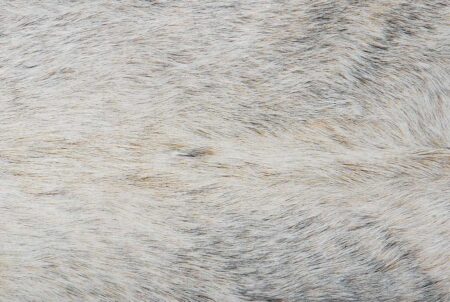 c101+++ White Cowhide Rug Detail